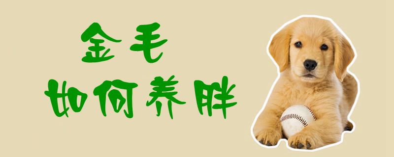 金毛怎么样养胖