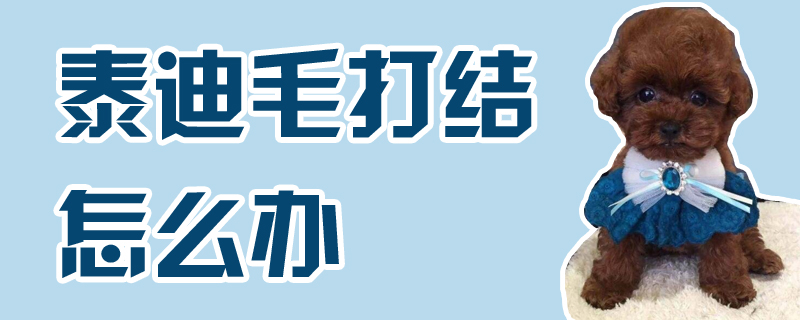泰迪毛打结如何解决