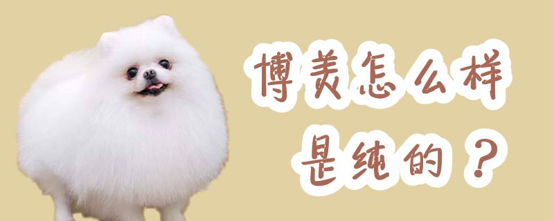 博美如何是纯的
