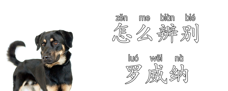 如何分辨罗威纳