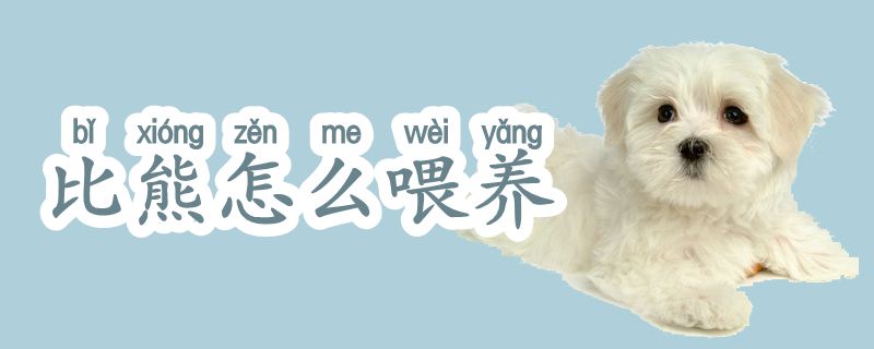 比熊如何喂养