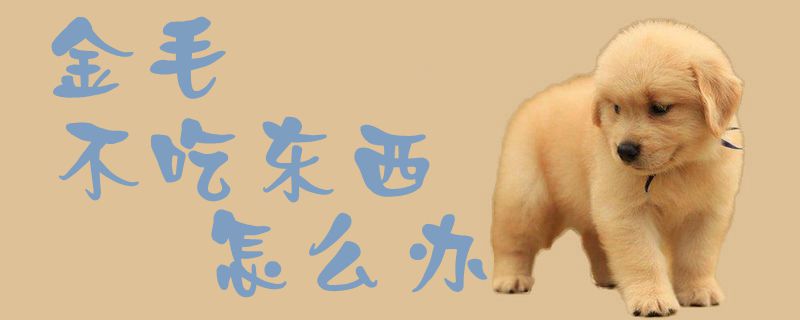 金毛不吃东西如何解决