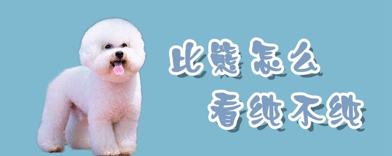 比熊如何看纯不纯