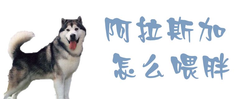 阿拉斯加如何喂胖