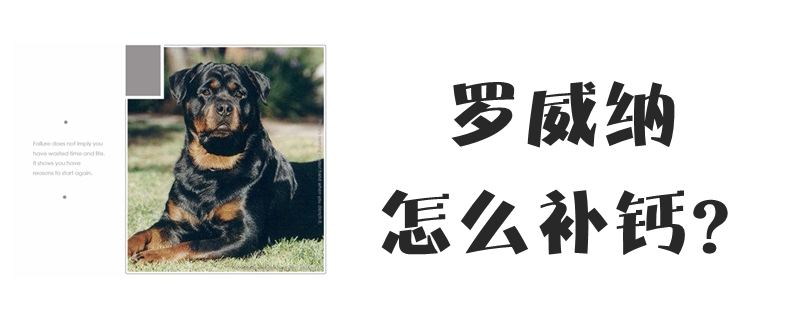 罗威纳如何补钙