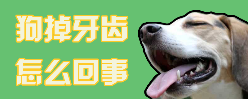 狗牙齿掉了什么问题