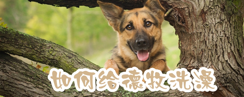 怎么样给德牧洗澡