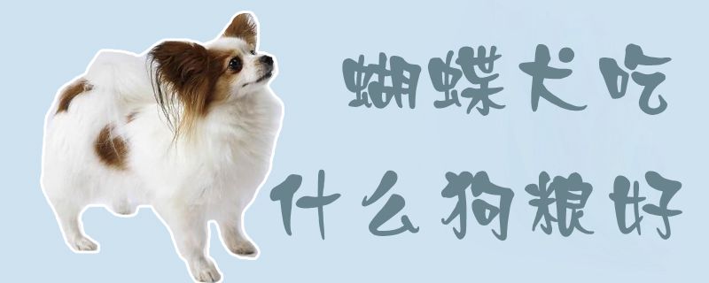 蝴蝶犬吃那些狗粮好