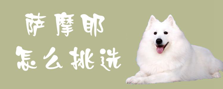 萨摩耶如何挑选