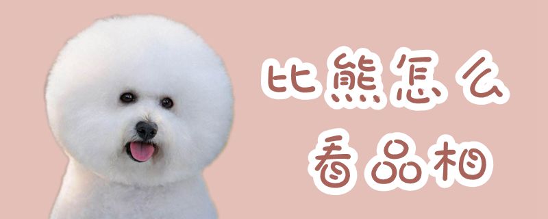 比熊如何看品相