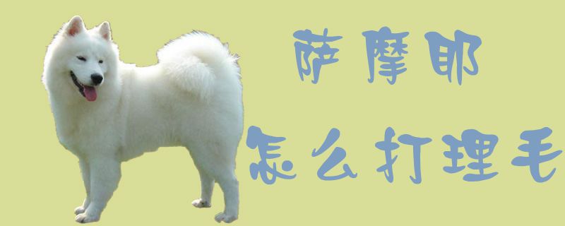 萨摩耶如何收拾毛