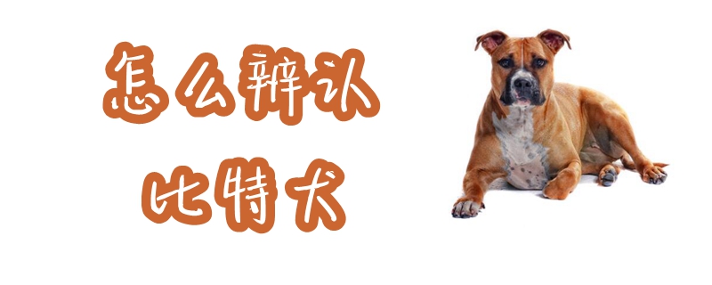 如何辨认比特犬