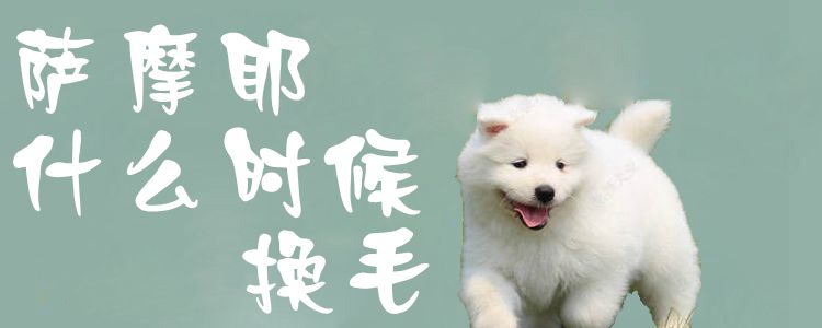 萨摩耶什么时间换毛