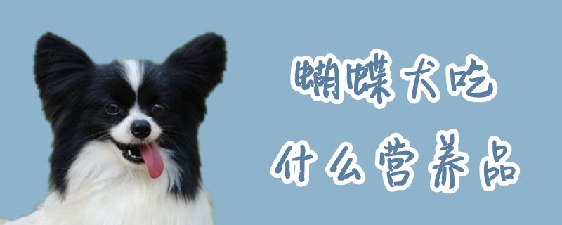 蝴蝶犬吃那些营养品