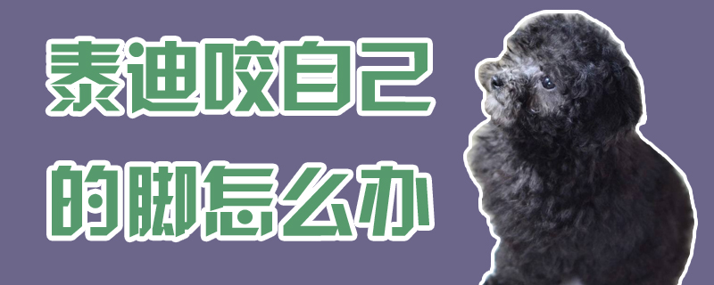 泰迪咬我们的脚如何解决