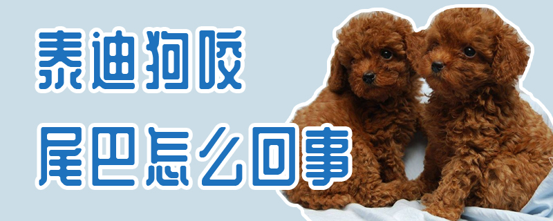 泰迪狗咬尾巴什么问题