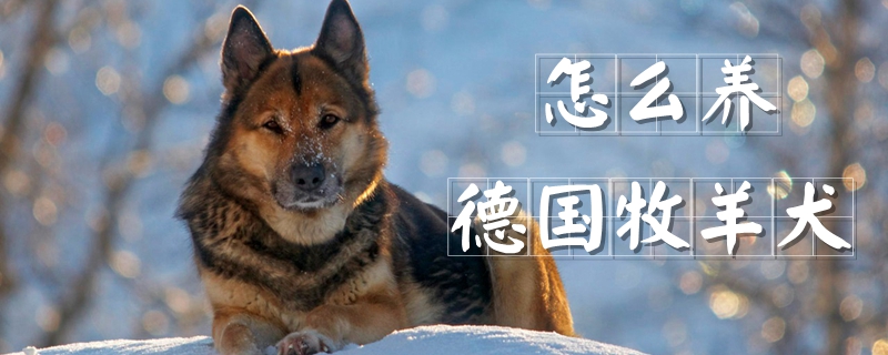 如何养德国牧羊犬