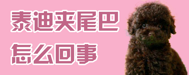 泰迪夹尾巴什么问题