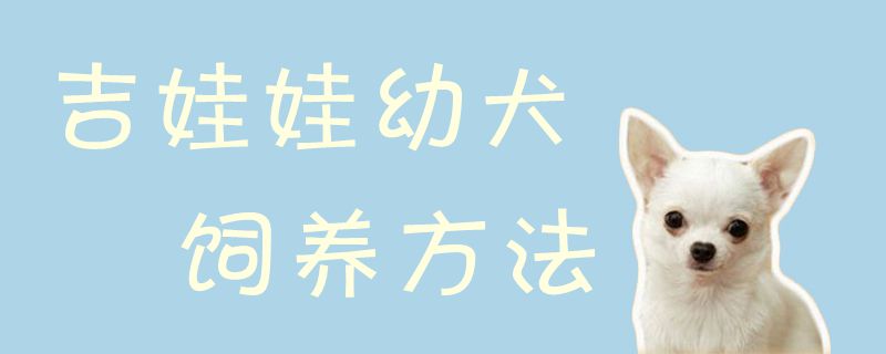 吉娃娃幼犬饲养办法