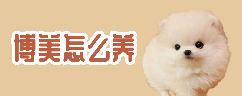 博美如何养