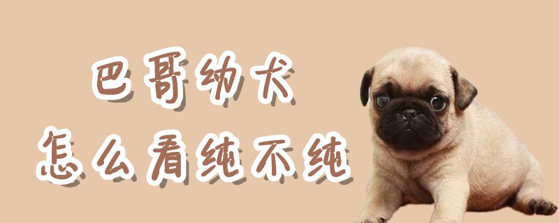 巴哥幼犬如何看纯不纯
