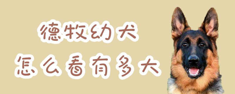 德牧幼犬如何看有多大