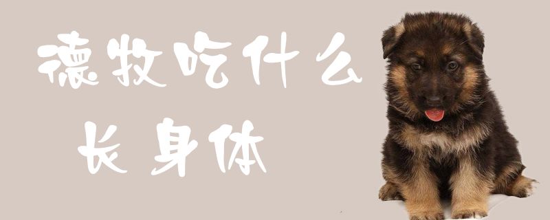 德牧吃那些长身体
