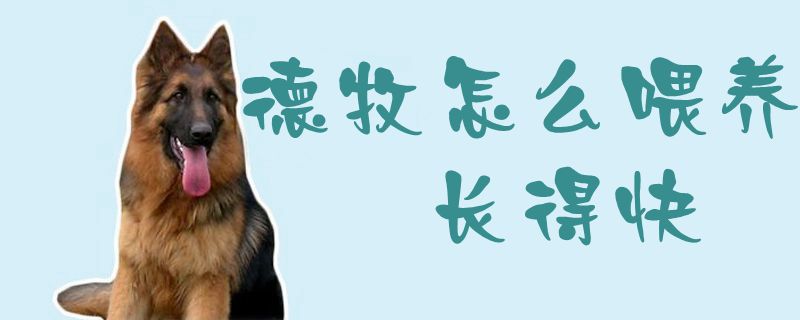 德牧如何喂养长得快