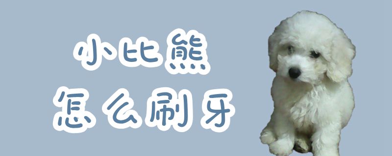小比熊如何刷牙