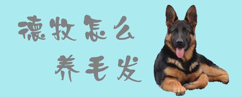 德牧如何养毛发