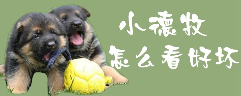 小德牧如何看好坏