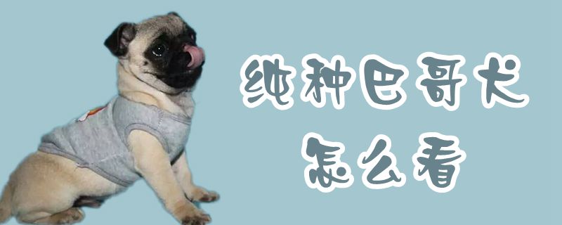 纯种巴哥犬如何看