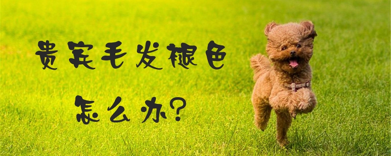 贵宾毛发褪色如何解决