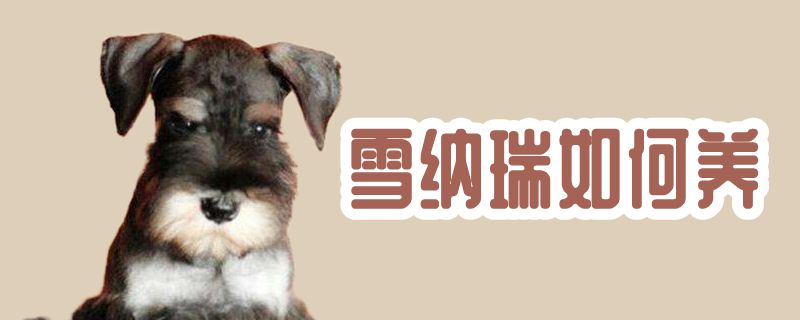 雪纳瑞怎么样养