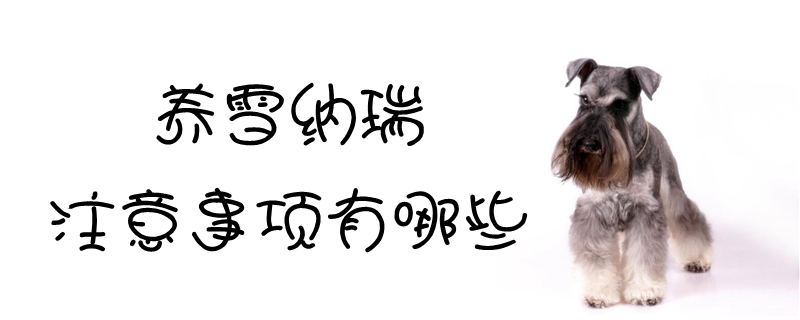 养雪纳瑞的有什么需要注意的地方