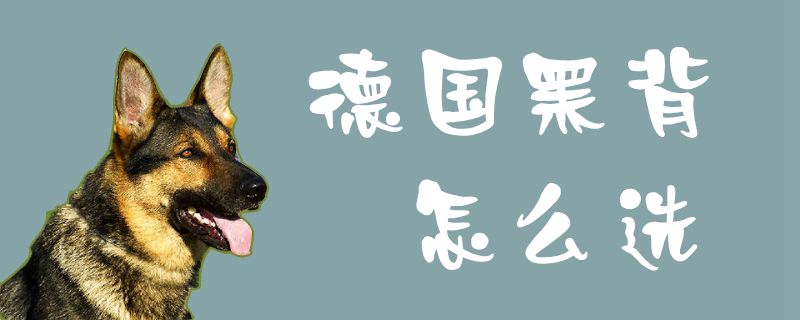 德国黑背如何选