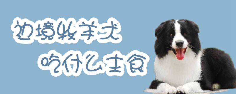 边境牧羊犬吃那些主食