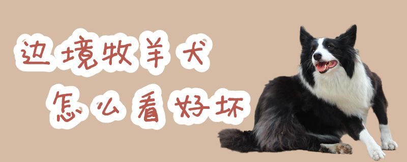 边境牧羊犬如何看好坏
