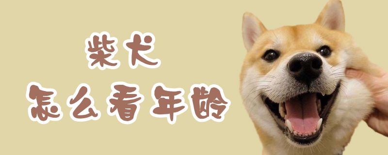 柴犬如何看年龄