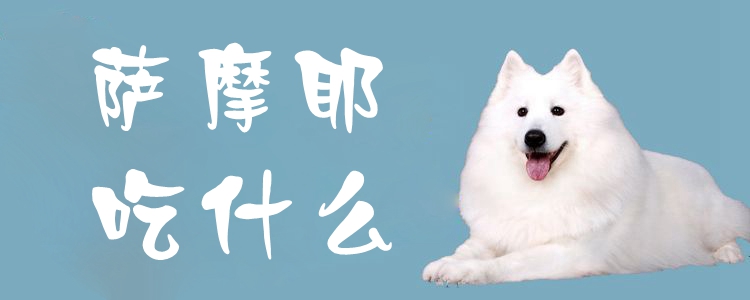 萨摩耶吃那些