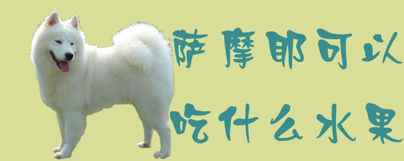 萨摩耶可以吃那些水果