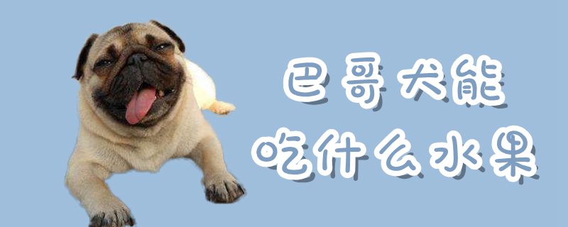 巴哥犬可以吃什么水果