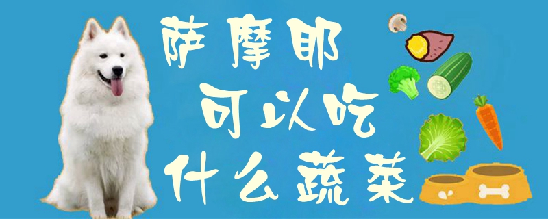 萨摩耶可以吃那些蔬菜