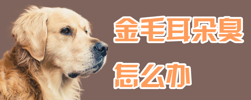 金毛耳朵臭如何解决
