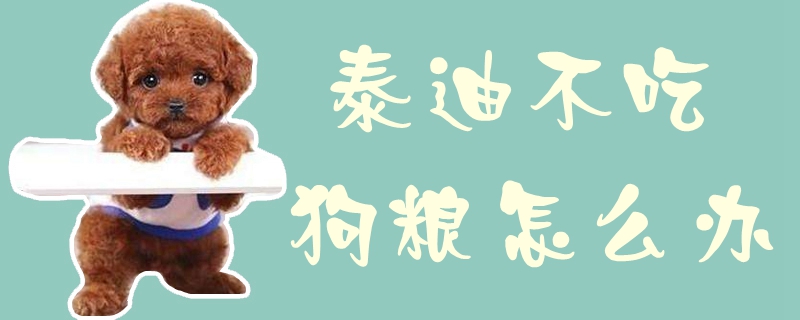 泰迪不吃狗粮如何解决