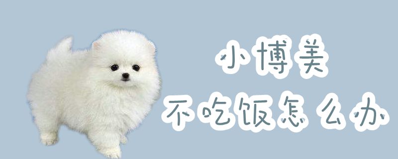 小博美不吃饭如何解决