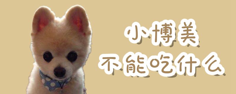小博美不可以吃那些