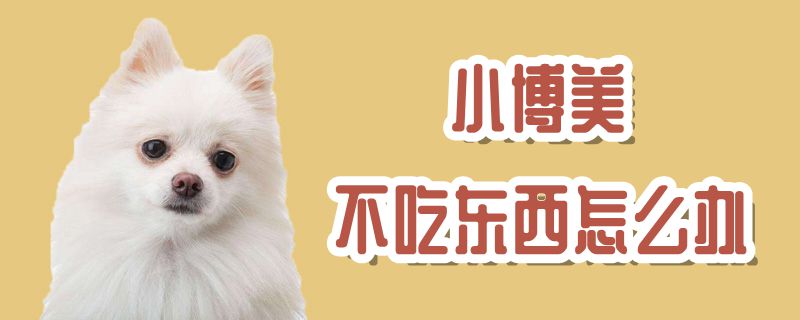 小博美不吃东西如何解决