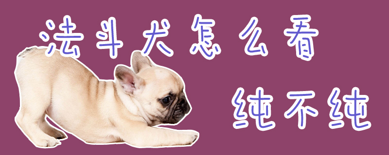 法斗犬如何看纯不纯