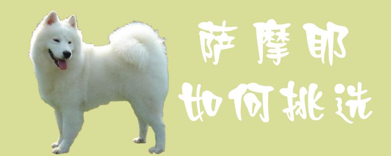 萨摩耶怎么样挑选